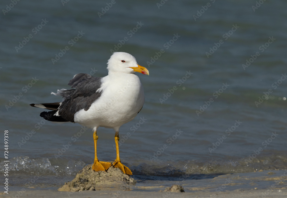Lesser Black-backed Gull at Busaiteen coast perched on a mound, Bahrain Lesser Black-backed Gull at Busaiteen coast perched on a mound, Bahrain