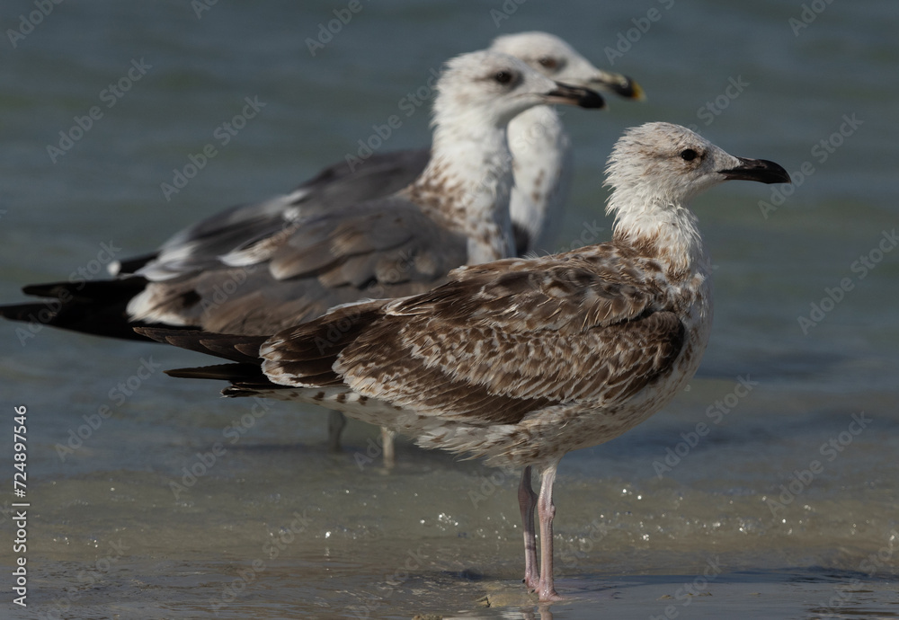 Juvenile Lesser Black-backed Gulls at Busaiteen coast, Bahrain Juvenile Lesser Black-backed Gulls at Busaiteen coast, Bahrain