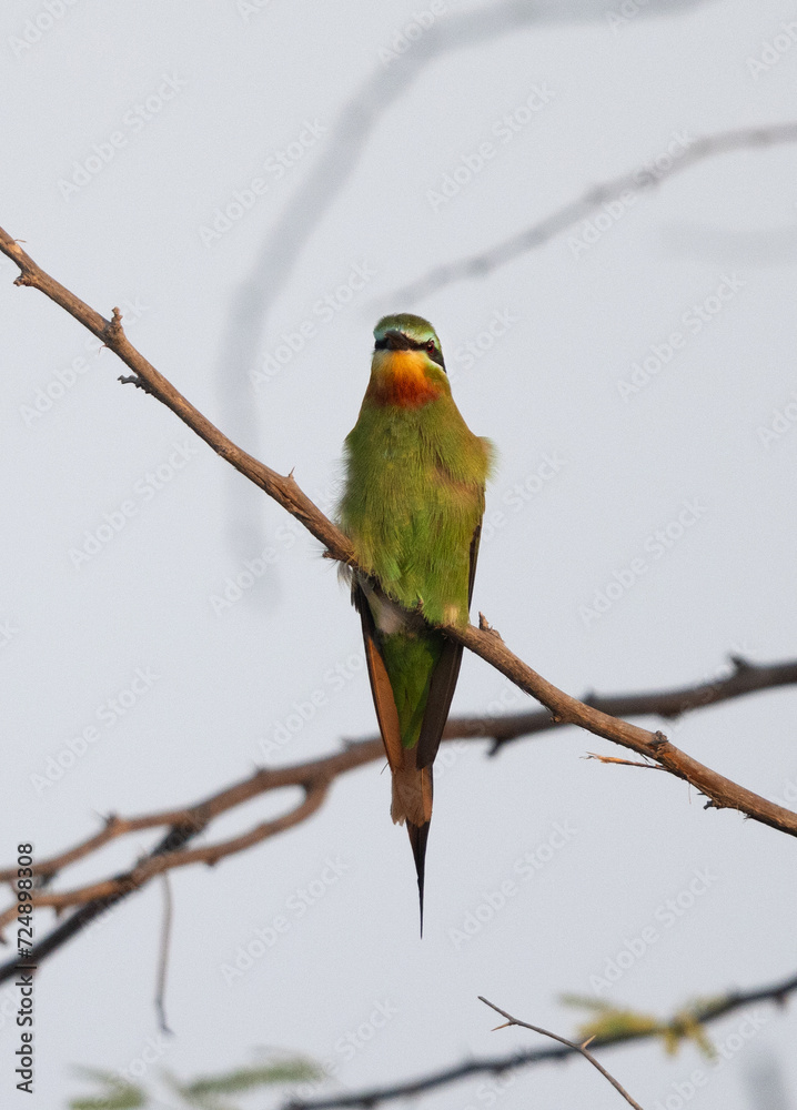 Blue-cheeked bee-eater perched on acacia tree at Jasra, Bahrain Blue-cheeked bee-eater perched on acacia tree at Jasra, Bahrain