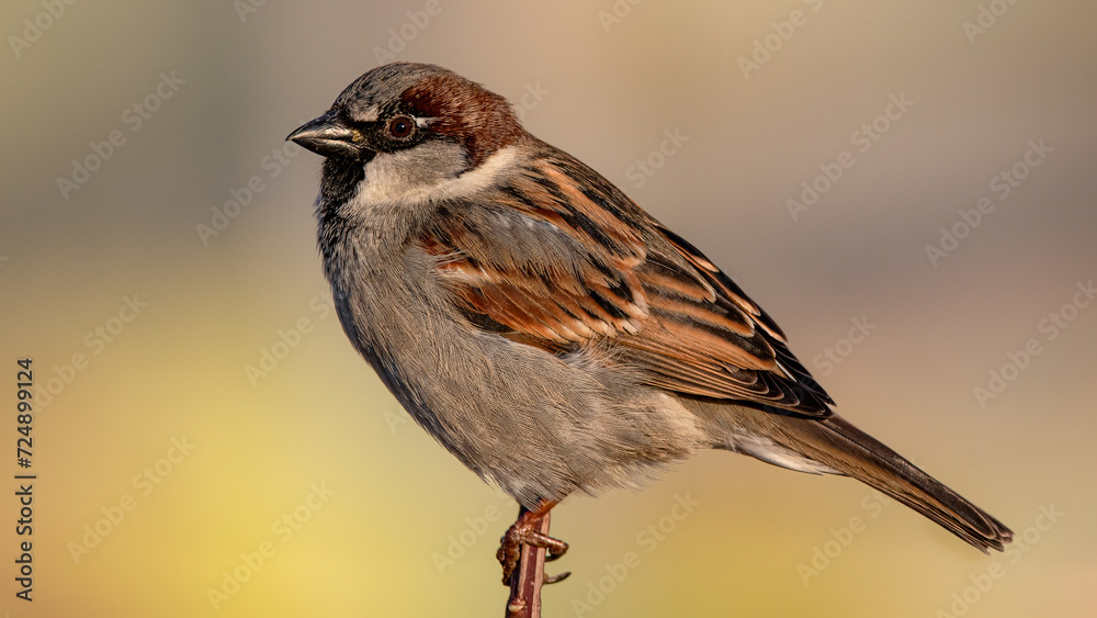 male sparrow on a branch at golden hour