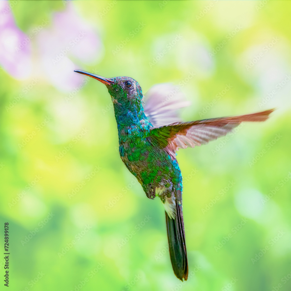 Obraz premium Humminbird