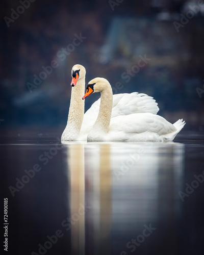 Mute Swan with its reflection on the calm waters of Lake Ontario
