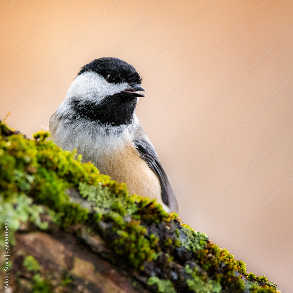 Obraz premium Black-capped Chickadee portrait