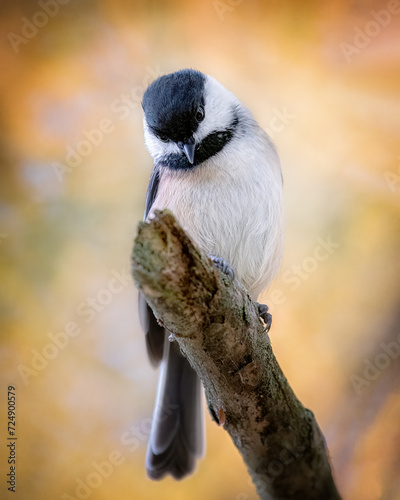 Fotografía Black-capped Chickadee portrait
