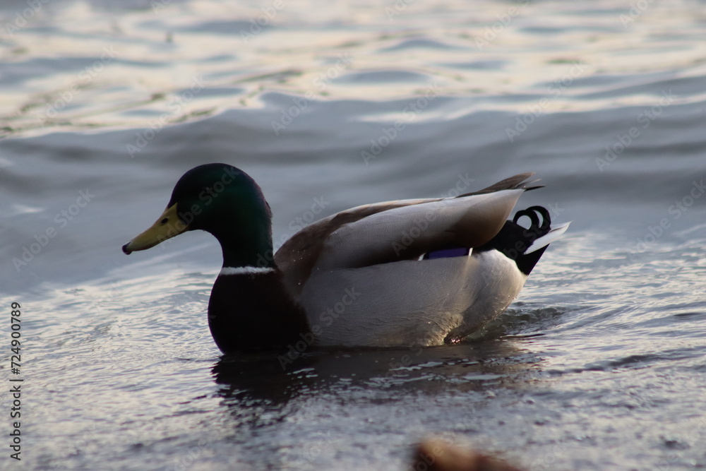 Fototapeta premium Beautiful duck animal. The Ente is traveling on the Rhine in Bonn.