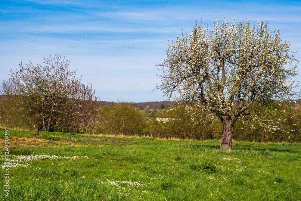 Blooming cherry trees near Frauenstein/Germany in the Rheingau Blooming cherry trees near Frauenstein/Germany in the Rheingau