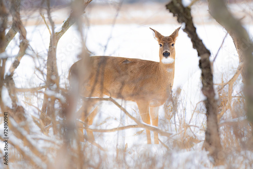Deer in the Winter, photo taken in Wolfe Island, Ontario photo