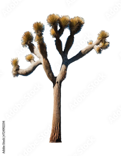 Joshua tree isolated on transparent background, png