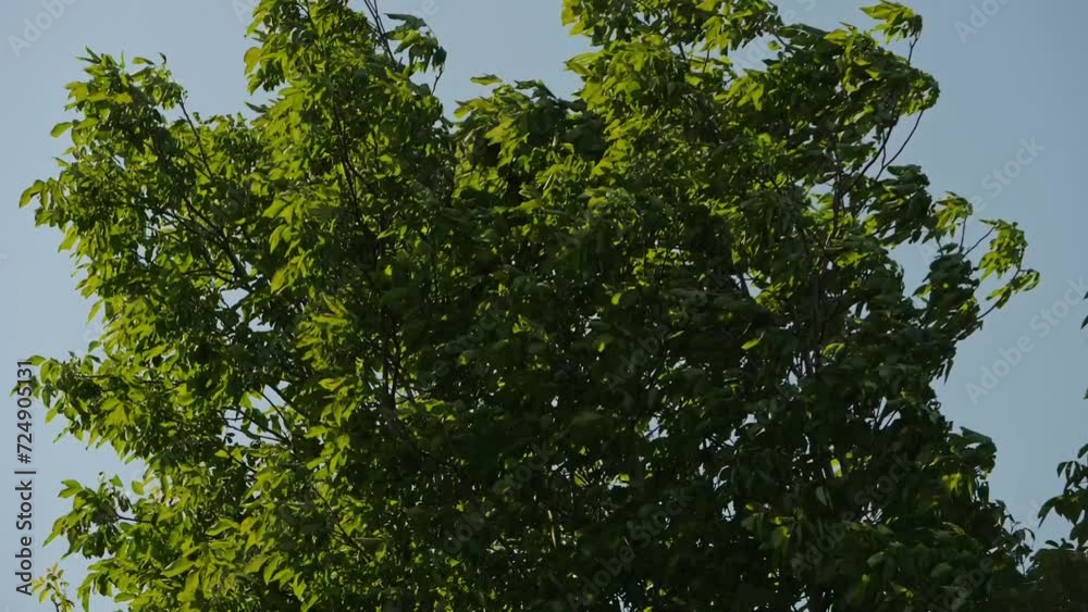 A peaceful video of tree branches moving slowly in the breeze. Tilt up A peaceful video of tree branches moving slowly in the breeze. Tilt up
