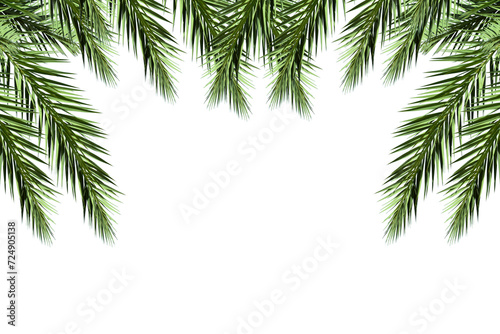 Realistic coconut palm leaf isolated on white background. Palm branches. Tropical plants for summer decoration elements