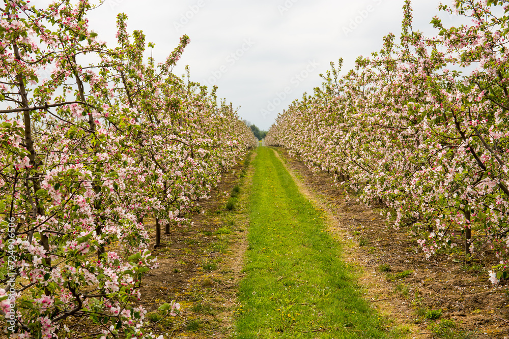 A blooming apple orchard. Polish orchards.