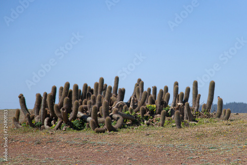 the fence in the beach