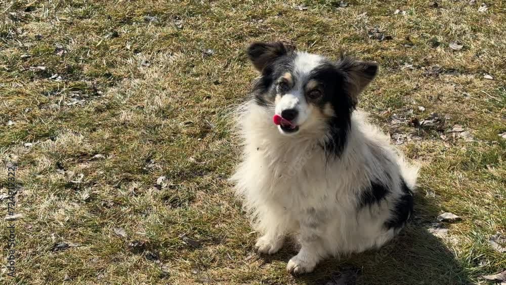 Charming dog sits in the grass. Charming dog sits in the grass.