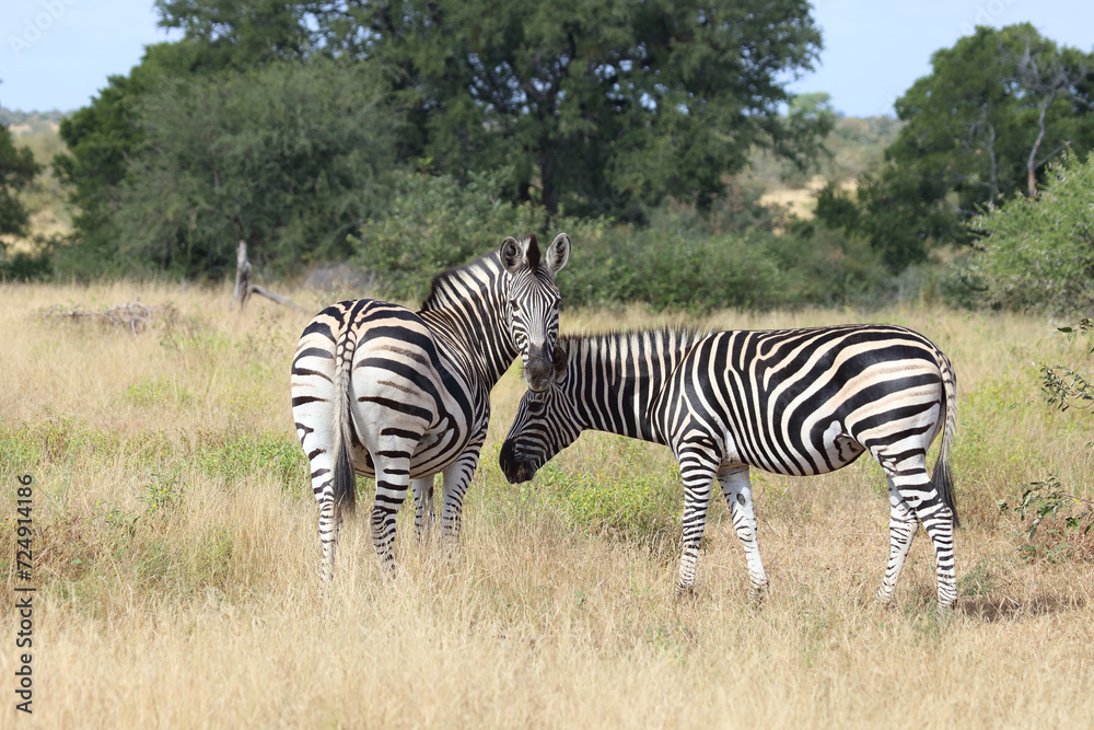 Obraz premium Steppenzebra / Burchell's zebra / Equus quagga burchellii