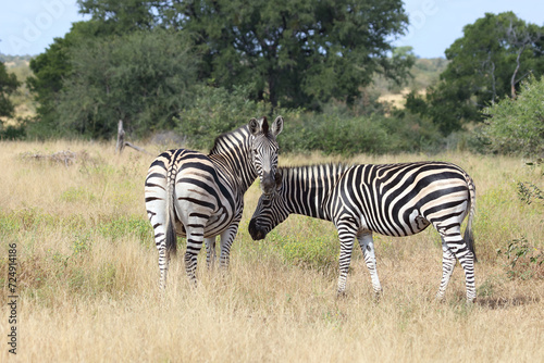 Steppenzebra   Burchell s zebra   Equus quagga burchellii