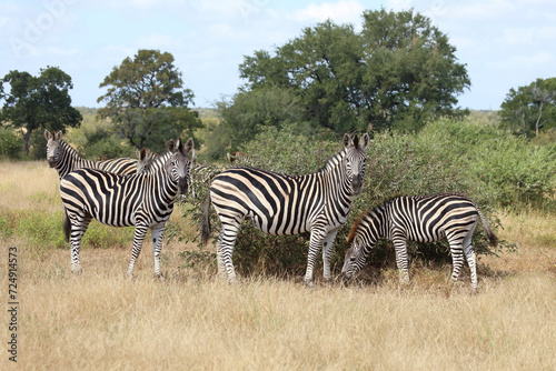 Steppenzebra   Burchell s zebra   Equus quagga burchellii