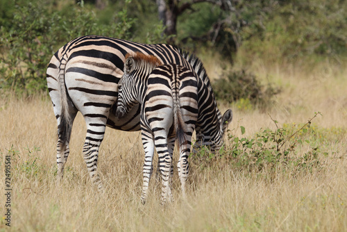 Steppenzebra   Burchell s zebra   Equus quagga burchellii.