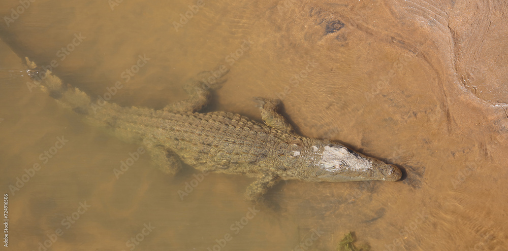 Nilkrokodil / Nile crocodile / Crocodylus niloticus Nilkrokodil / Nile crocodile / Crocodylus niloticus