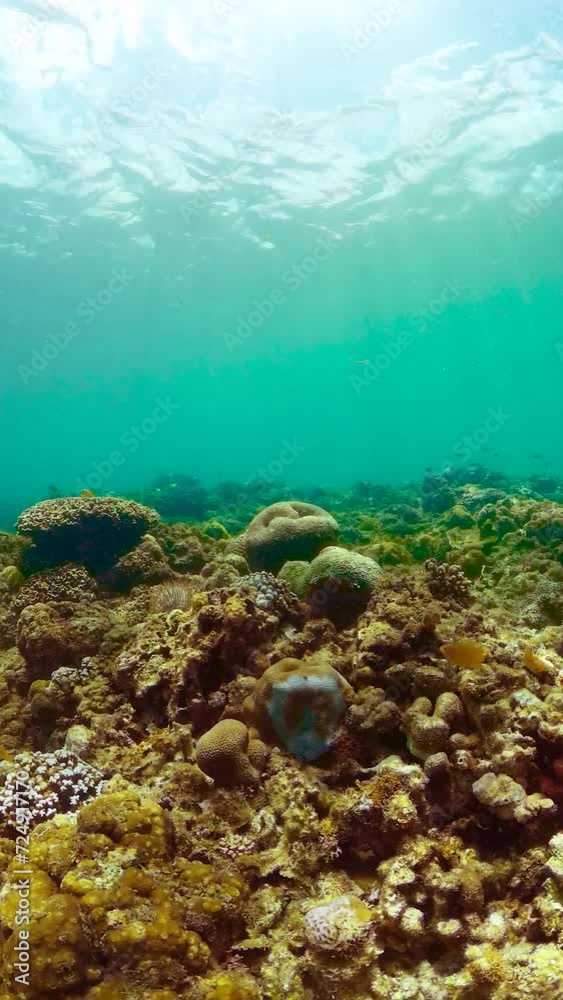Underwater scene with coral garden. Tropical fish and coral reef. Vertical view. Underwater scene with coral garden. Tropical fish and coral reef. Vertical view.