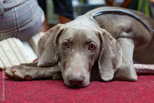 Weimaraner puppy lying on the carpet in the park.