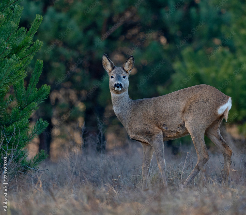 Roe deer in the morning light. Wild deer in the forest. Roe deer in the morning light. Wild deer in the forest.