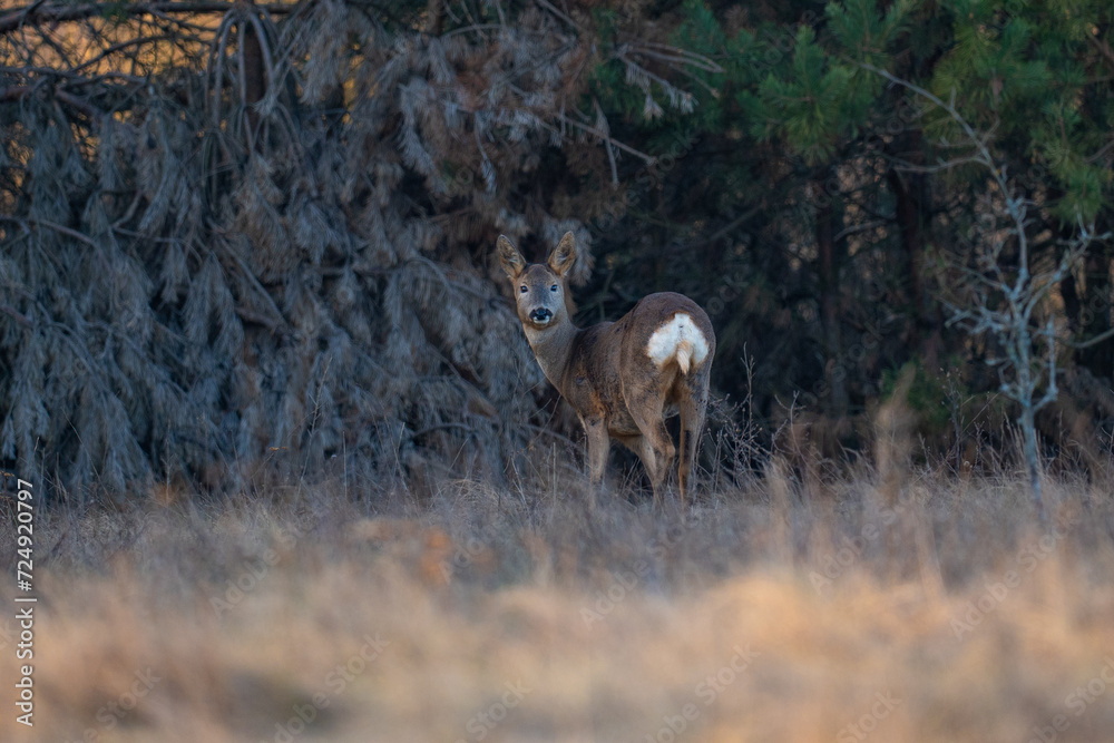 Roe deer (Capreolus capreolus) Europe. Poland Roe deer (Capreolus capreolus) Europe. Poland
