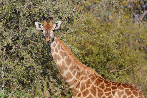 Photography Giraffe / Giraffe / Giraffa camelopardalis