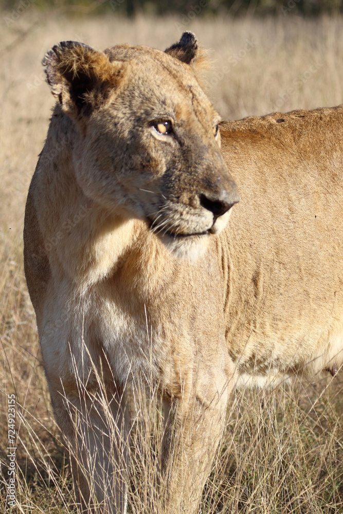 Fototapeta premium Afrikanischer Löwe / African lion / Panthera leo.
