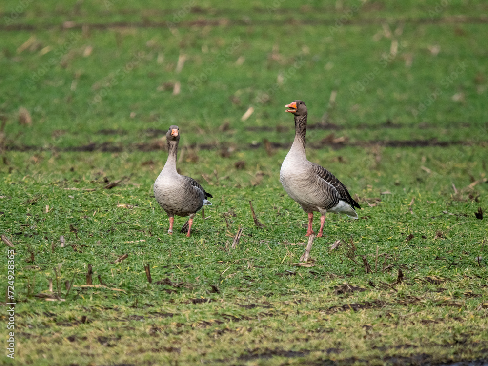 Gänse Gänse