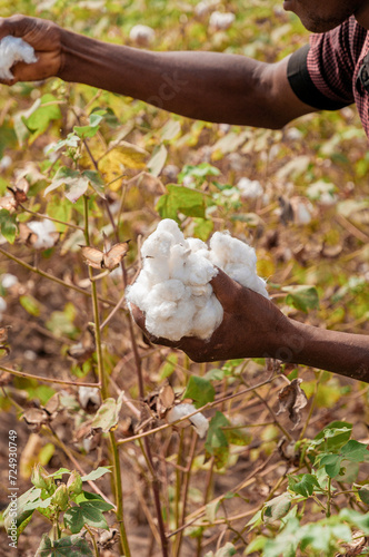 cotton picking