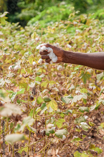 natural plant cotton picking 