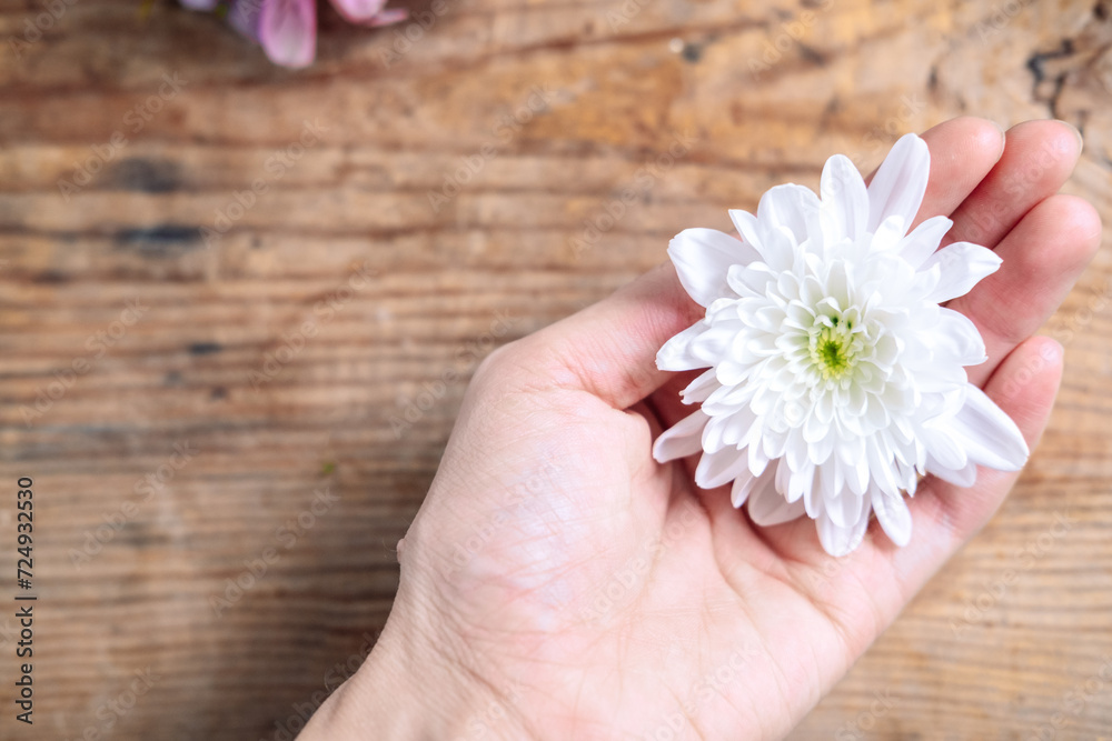 chrysanthemum bud in hands on a wooden background. Delicate frame with white flower chrysanthemum bud in hands on a wooden background. Delicate frame with white flower
