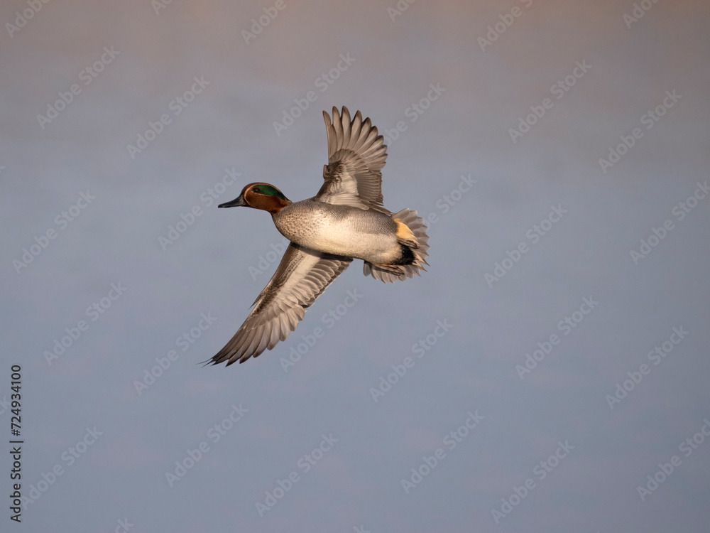 Obraz premium Eurasian teal, Anas crecca