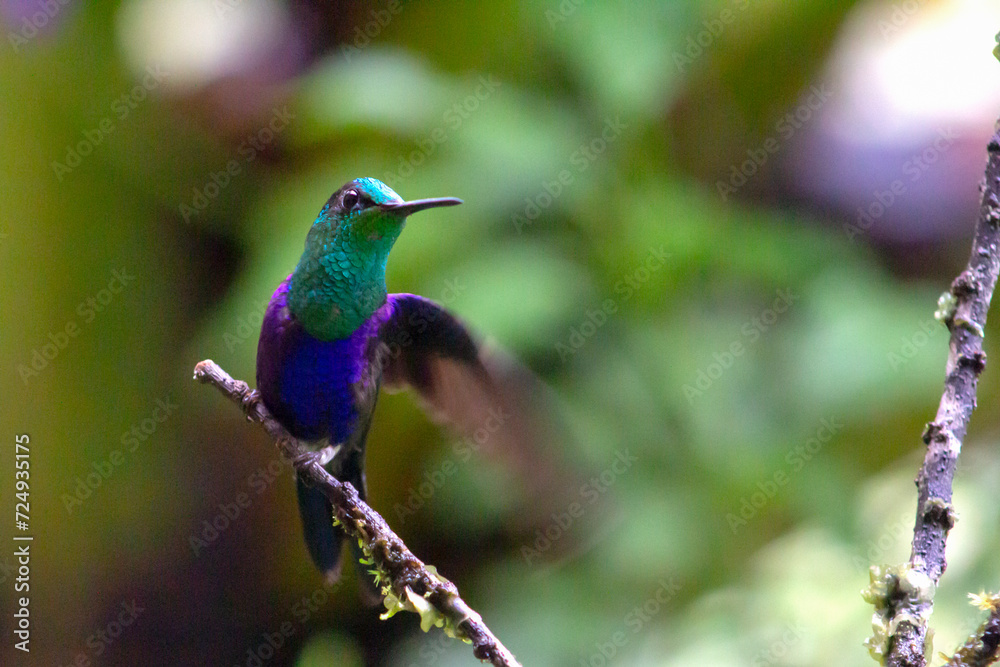 Thalurania glaucopis Colibrí Thalurania glaucopis Colibrí