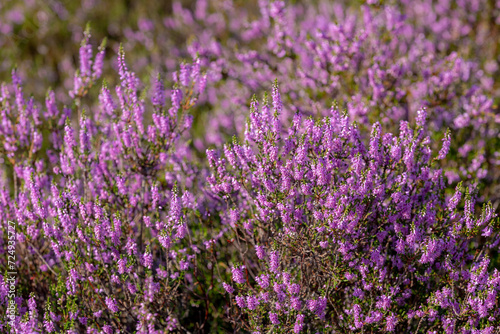 Selective focus of purple flowers in the filed, Calluna vulgaris (heath, ling or simply heather) is the sole species in the genus Calluna, Flowering plant family Ericaceae, Nature floral background.