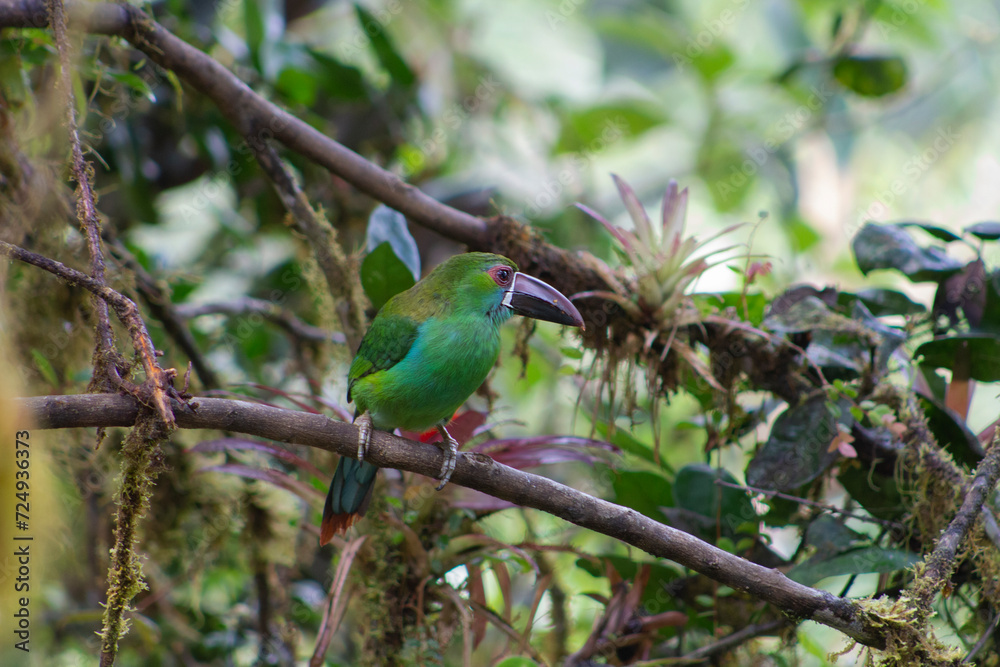Crimson Rumped, Toucanet Aulacorhynchus Haematopygus. Tucán Crimson Rumped, Toucanet Aulacorhynchus Haematopygus. Tucán