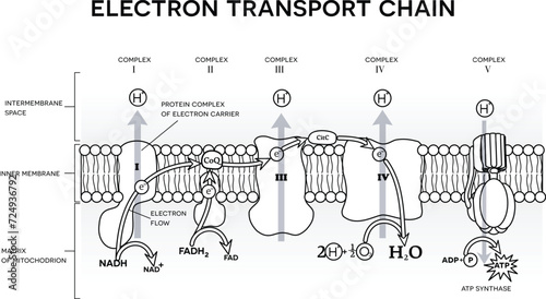 An electron transport chain, Oxidative phosphorylation, the final stage of cellular respiration.  It occurs in the inner mitochondrial membrane in eukaryotes. Black and white illustration photo