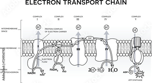 An electron transport chain, Oxidative phosphorylation, the final stage of cellular respiration.  It occurs in the inner mitochondrial membrane in eukaryotes. Black and white illustration