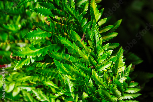 Close-Up of Green Leafed Plant