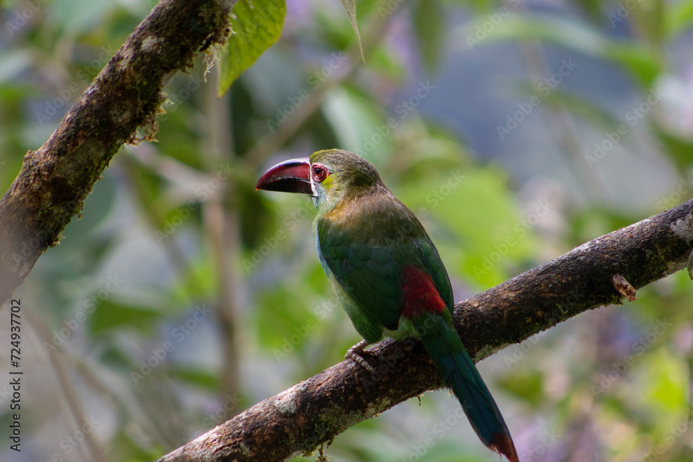 Obraz premium Crimson Rumped, Toucanet Aulacorhynchus Haematopygus. Tucán