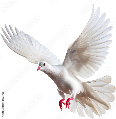 white dove flying isolated on white
