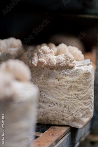 close-up of lion's mane mushroom Eco-food Bio Vegetarian food Edible mushrooms Growing plastic bags