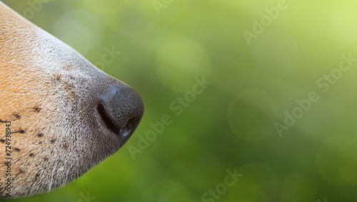 Dog nose profile. Close up.