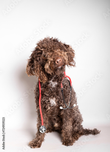 Lovely dog with stethoscope isolated on white background. Animal care and welfare concept