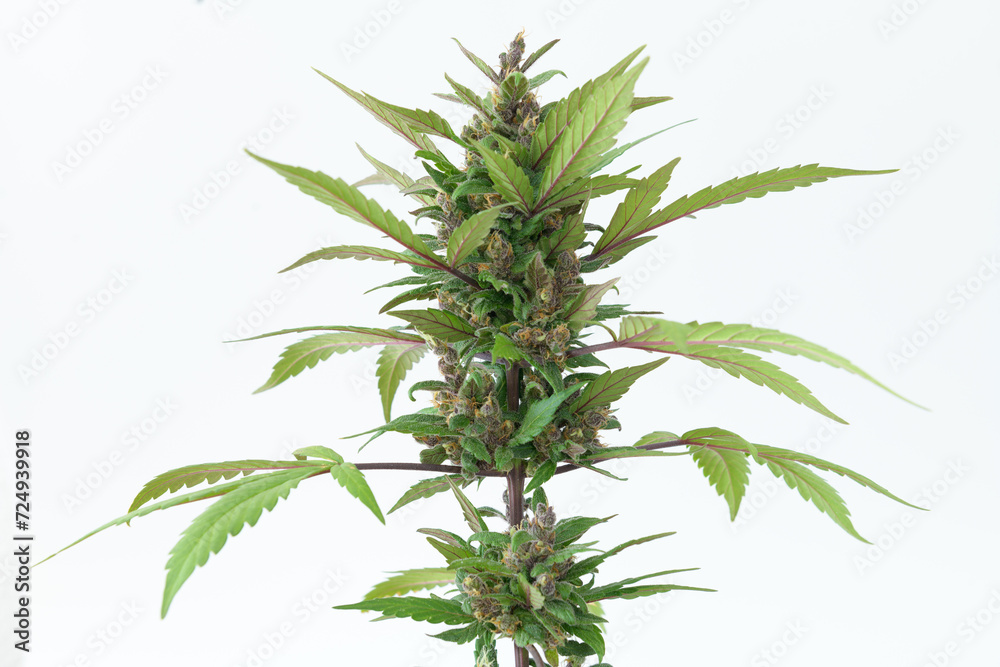 VISTA DE CERCA DE FLORES Y HOJAS DE MARIHUANA (CANNABIS SATIVA) VISTA DE CERCA DE FLORES Y HOJAS DE MARIHUANA (CANNABIS SATIVA)