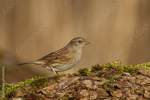 Dunnock in the forest on a branch