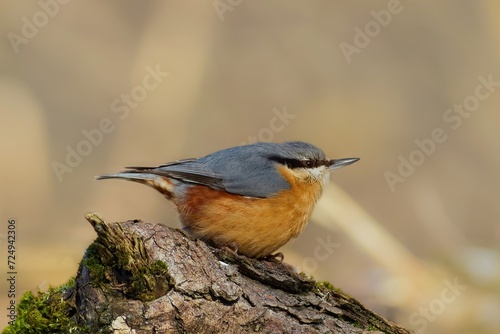 Nuthatch on the tree stump