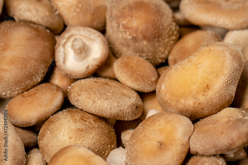 close-up of fresh grown shiitake mushrooms on a farm Organic and vegetarian food mycology