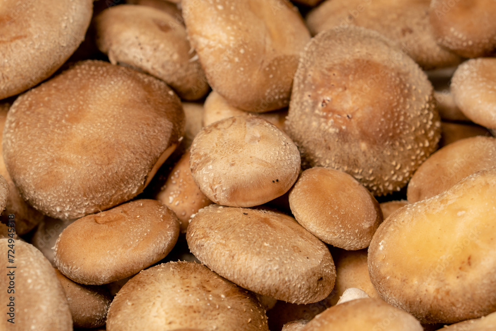 Obraz premium close-up of fresh grown shiitake mushrooms on a farm Organic and vegetarian food mycology