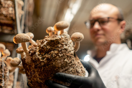 close-up A mycologist from a mushroom farm grows shiitake mushrooms A scientist examines mushrooms holding them in his hands photo